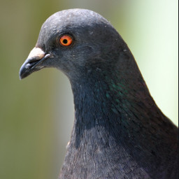 Pigeon