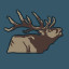 Roosevelt Elk