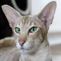 Oriental Shorthair