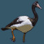 Magpie Goose