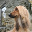 Afghan Hound