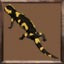 Fire Salamander