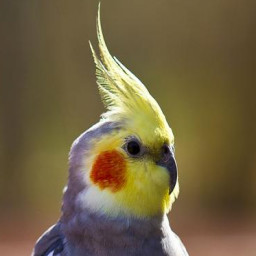 Cockatiel