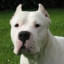 Dogo Argentino