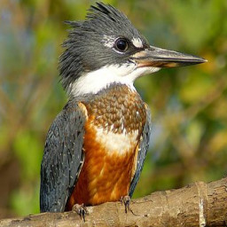 Belted Kingfishers