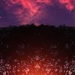 Sunset tree