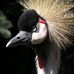 Grey crowned crane