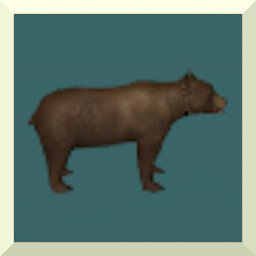 NEW_SEE_BEAR