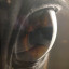 Horse Eye