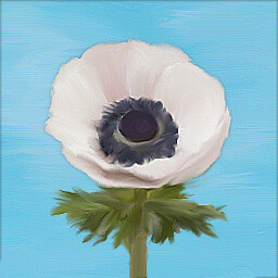 Anemone