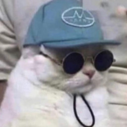 Cool cat