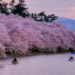 Sakura