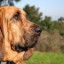 Bloodhound