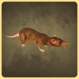 Rat