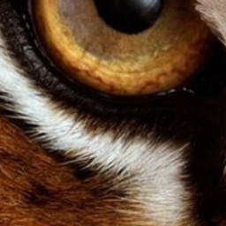 Tiger eyes