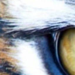 Tiger eyes