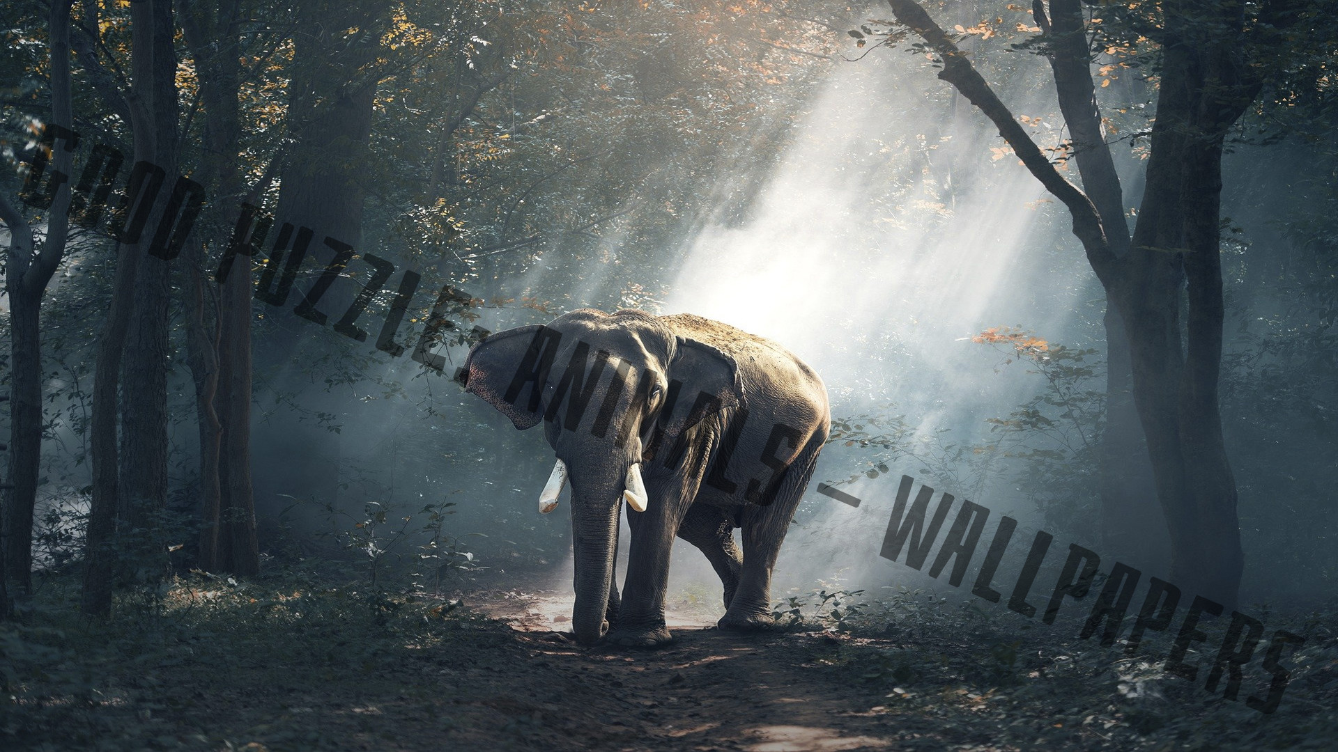 Good puzzle: Animals - Wallpapers