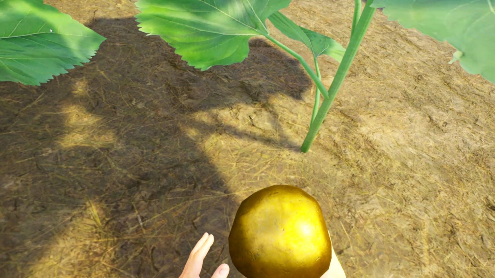 Country Road VR