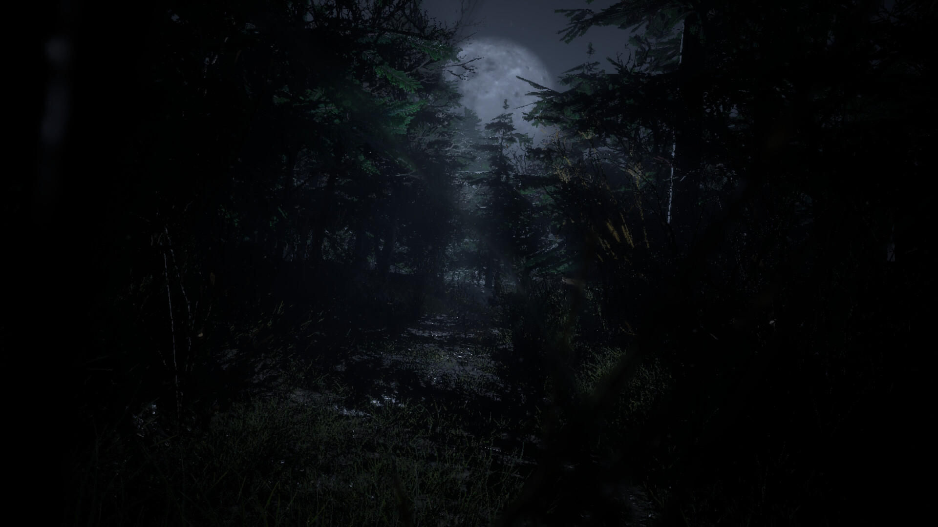 Forest 6174 - Judy