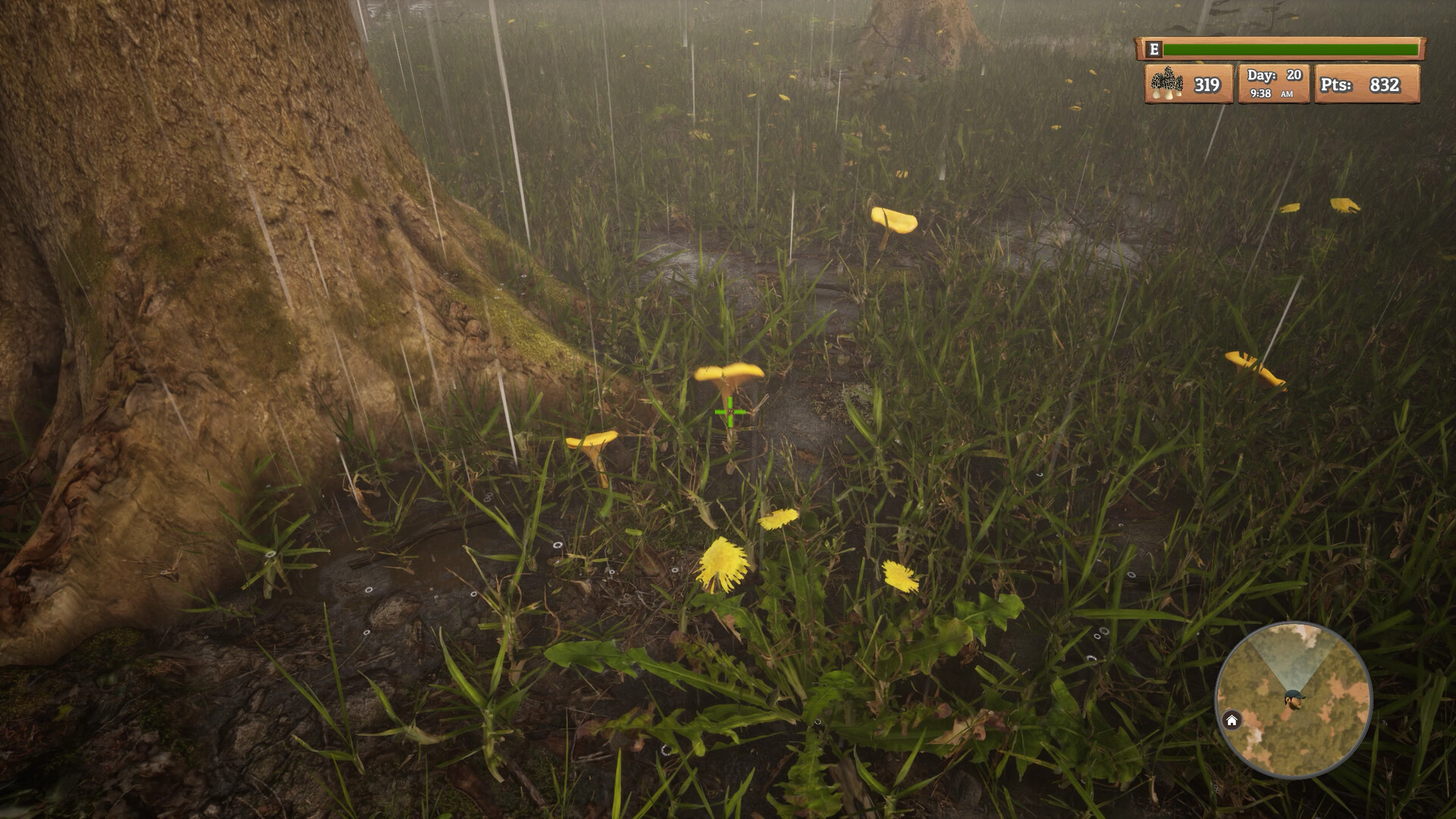 Morels: The Hunt