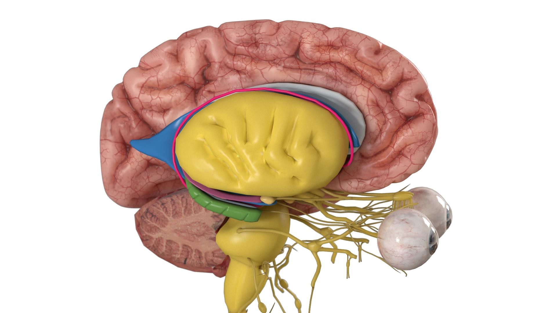 3D Organon Anatomy