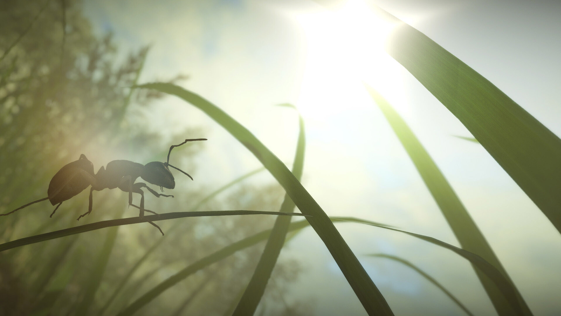 Insect Worlds