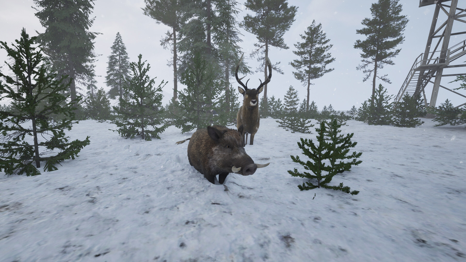 Wild Terrain