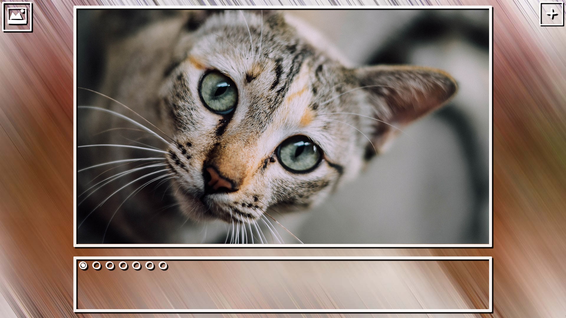 Super Jigsaw Puzzle: Generations - Cats Puzzles