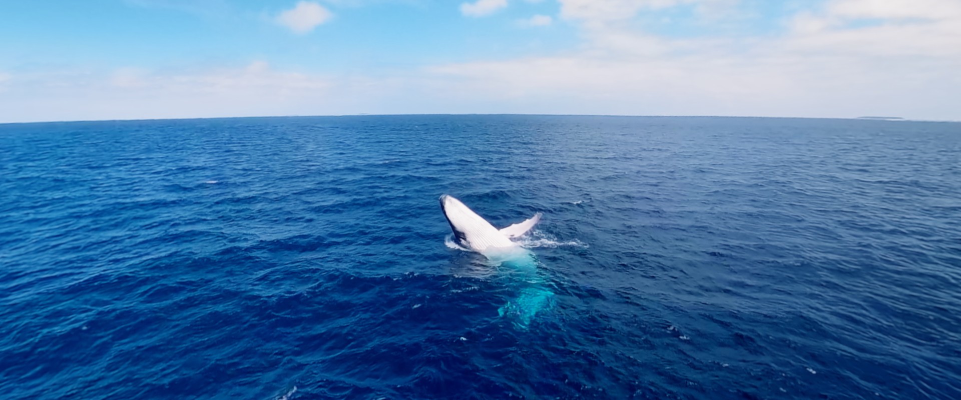 Swimming with Humpbacks