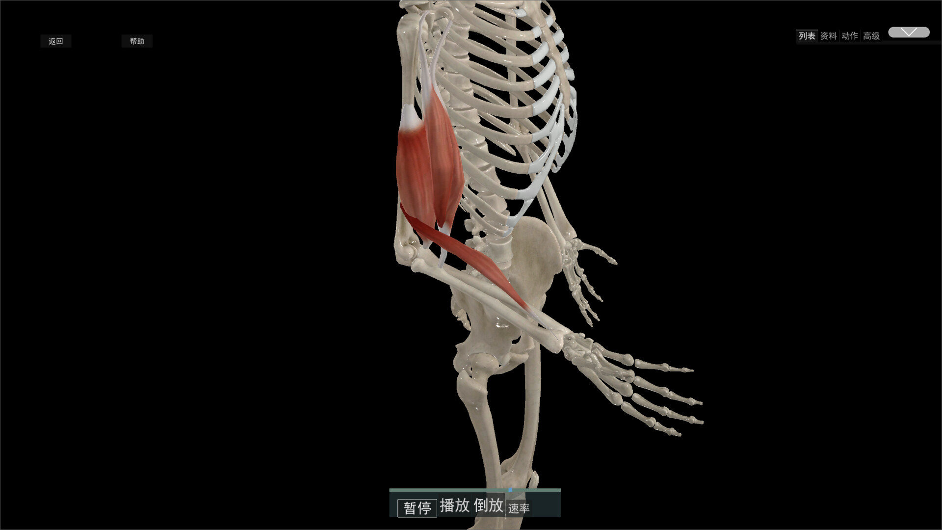 Kinetic Anatomy 3D Demo