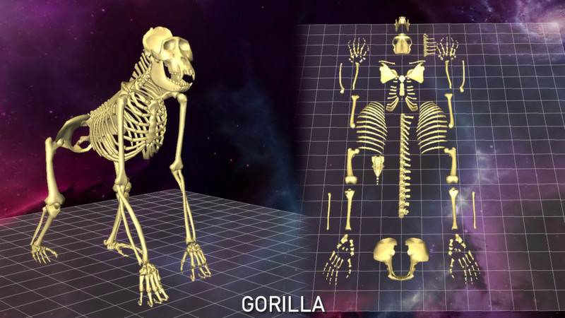 World of Guns VR: 5 Skeletons Pack