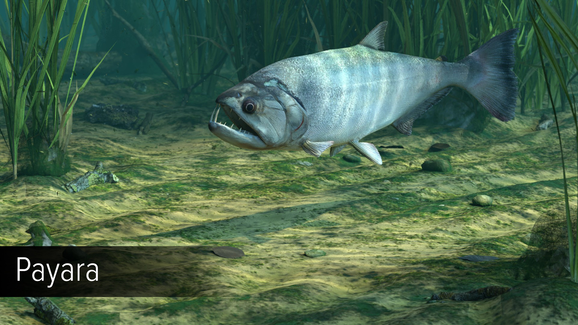Ultimate Fishing Simulator - Amazon River DLC