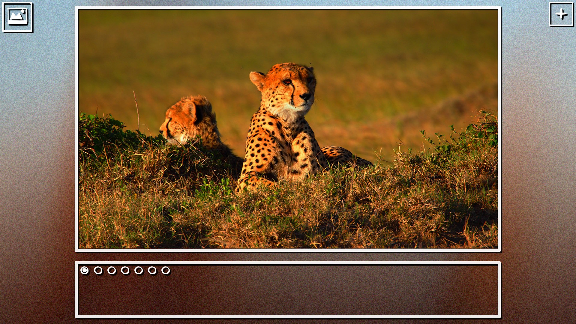 Super Jigsaw Puzzle: Generations - Big Cats Puzzles