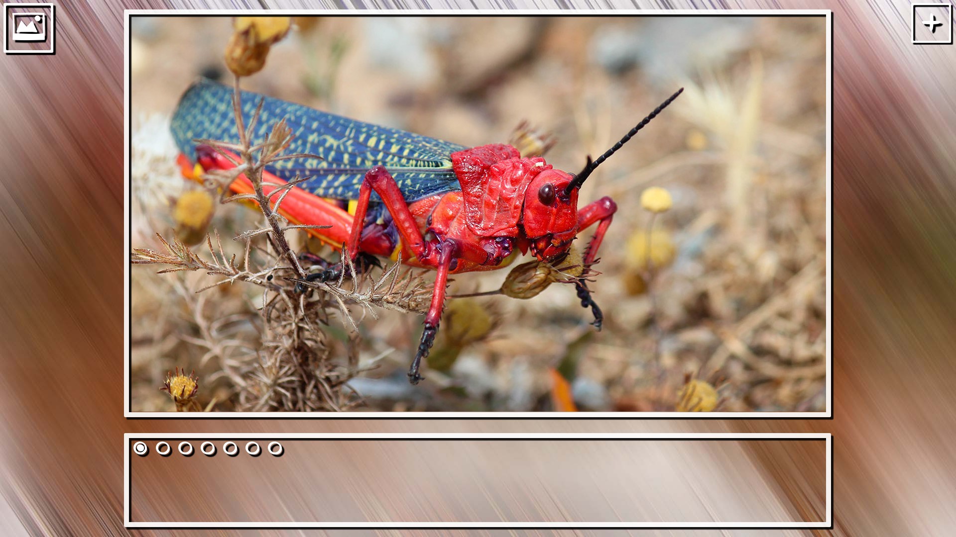 Super Jigsaw Puzzle: Generations - Bugs Puzzles