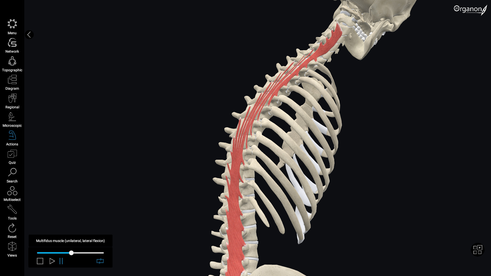 3D Organon Anatomy
