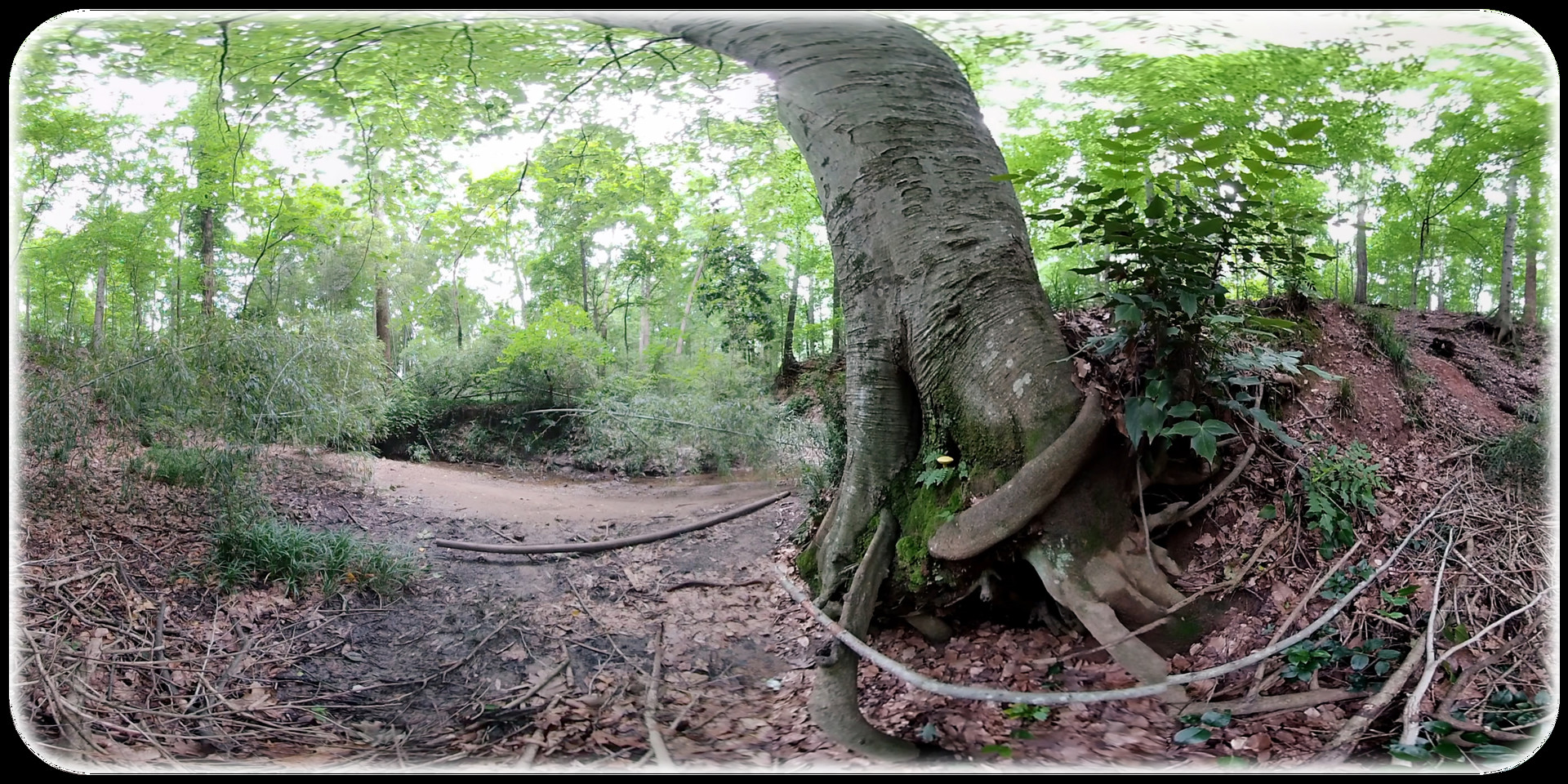 Exhale XR - Secret Forests