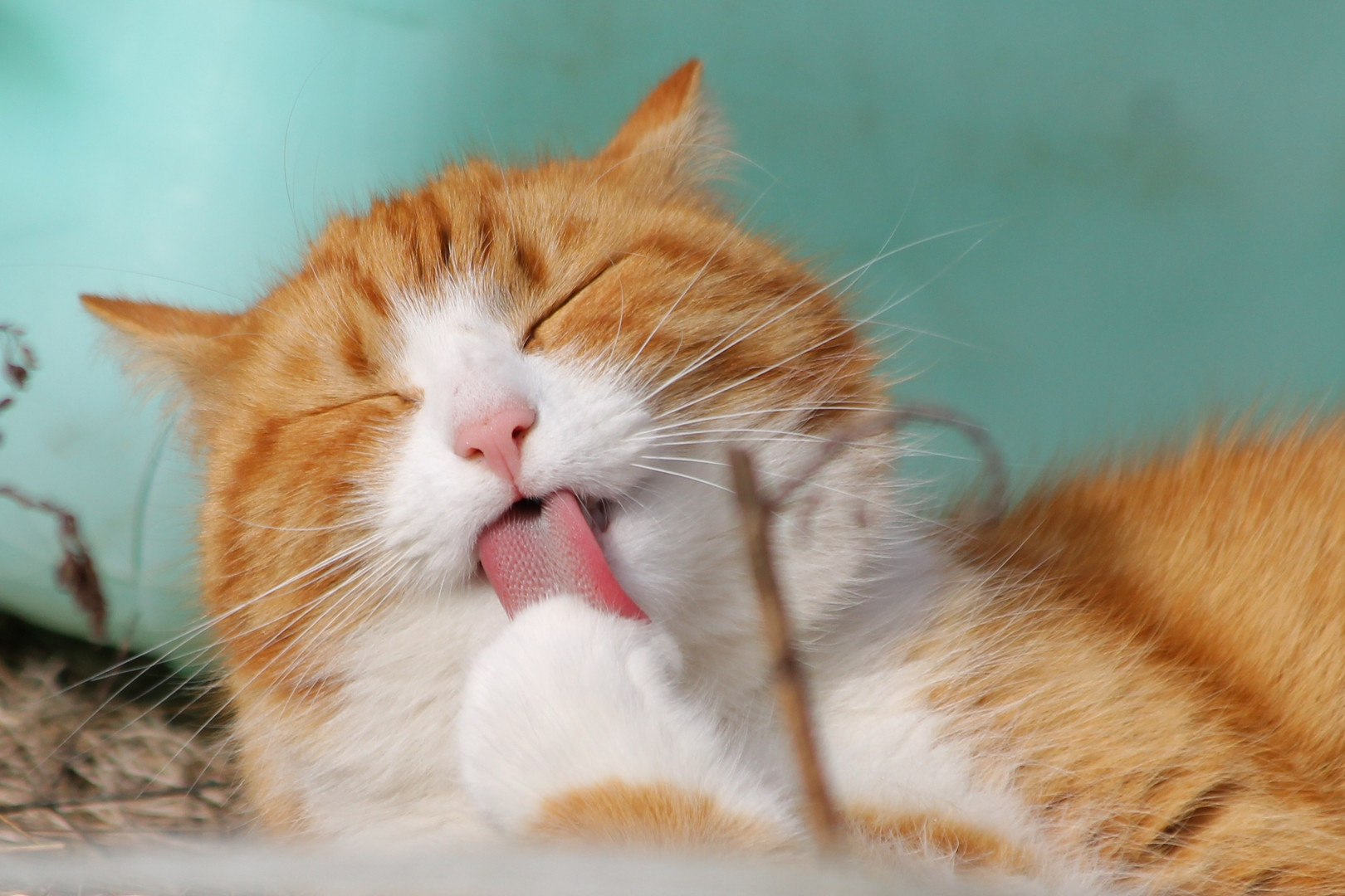Master of Pieces © Jigsaw Puzzle  DLC - Cats