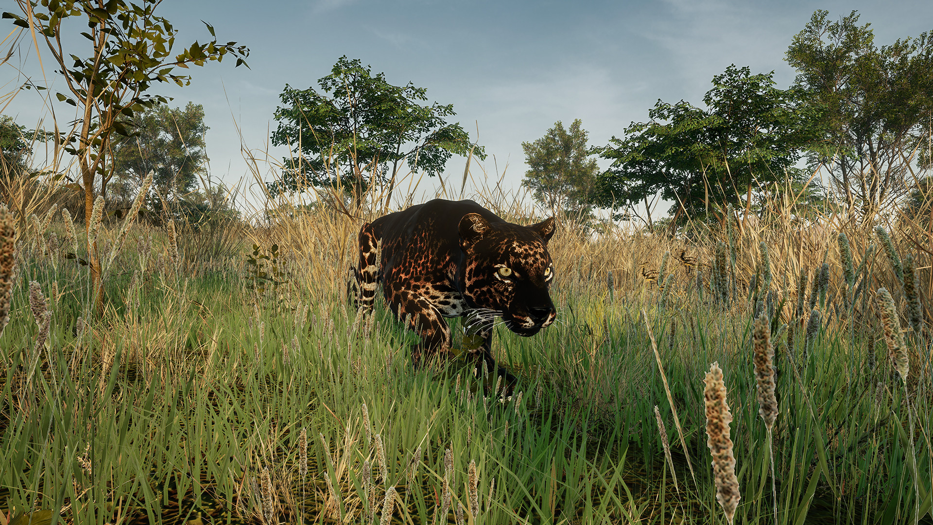 Animalia New African Skins